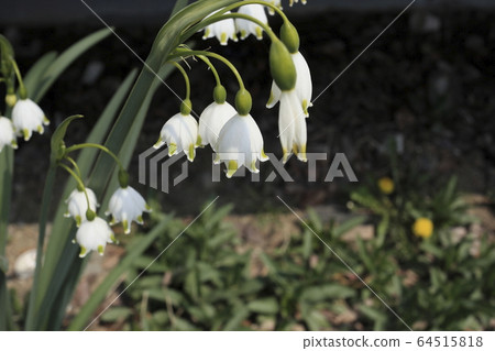 春天的景色與美麗的白花 64515818