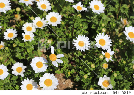 春天的景色與美麗的白花 春天的景色與美麗的白花 64515819