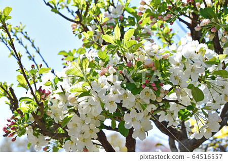 公主蘋果花 64516557