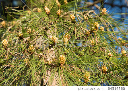 Up of black pine 64516560