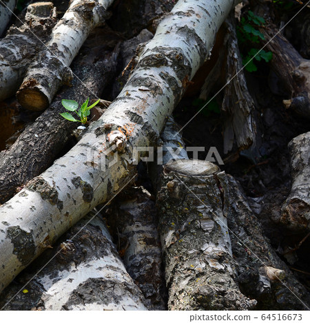 Closeup of firewood from old poplar with rough Closeup of firewood from old poplar with rough 64516673