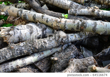 Closeup of firewood from old poplar with rough Closeup of firewood from old poplar with rough 64516674