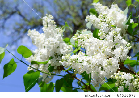 Branches of white lilac and green leaves. Blooming Branches of white lilac and green leaves. Blooming 64516675