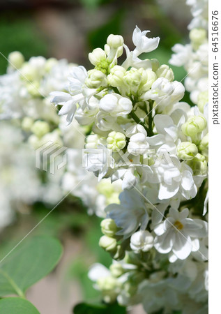 Branches of white lilac and green leaves. Blooming Branches of white lilac and green leaves. Blooming 64516676
