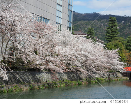 京都岡崎清水的櫻花 64516984