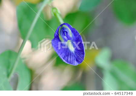 butterfly pea , blue pea flower butterfly pea , blue pea flower 64517349