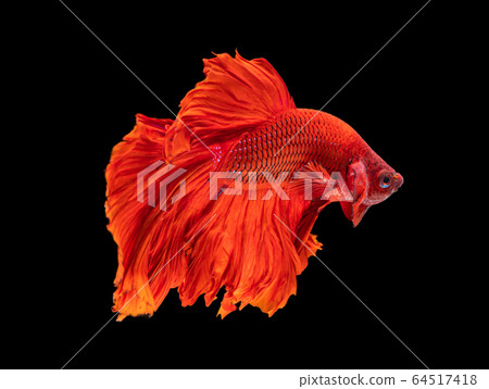 Beautiful betta splendens half moon siamese betta Beautiful betta splendens half moon siamese betta 64517418