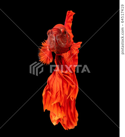 Beautiful betta splendens half moon siamese betta Beautiful betta splendens half moon siamese betta 64517419