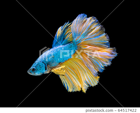 Beautiful betta splendens half moon siamese betta Beautiful betta splendens half moon siamese betta 64517422