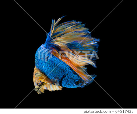 Beautiful betta splendens half moon siamese betta Beautiful betta splendens half moon siamese betta 64517423
