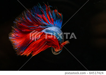 Beautiful betta splendens half moon siamese betta Beautiful betta splendens half moon siamese betta 64517424