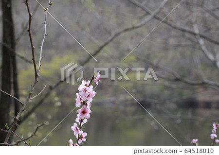 美麗的春天風景與桃花開 64518010