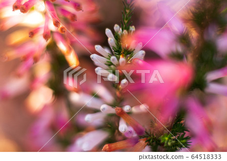 花植物粉色冬天早春 照片素材 圖片 圖庫