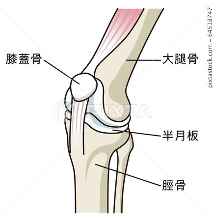膝關節結構 膝關節結構 64518747