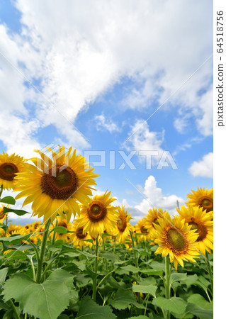 sunflower sunflower 64518756