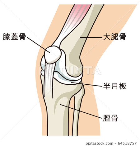 Knee joint structure Knee joint structure 64518757