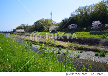 大阪府高atsu市Akutagawa櫻花和油菜花2020年春季 64519242
