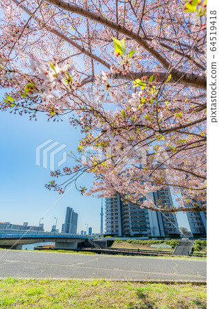 Spring in Tokyo, row of cherry trees in Mizukohashi Park 64519418