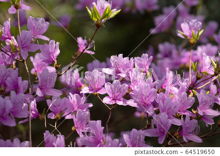 Flower of Kobanomitsu bamboo Flower of Kobanomitsu bamboo 64519650