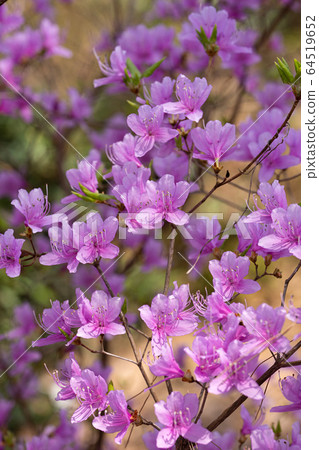 Kobanomitsu竹子花 64519652