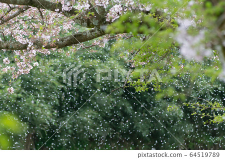 櫻吹雪 櫻吹雪 64519789
