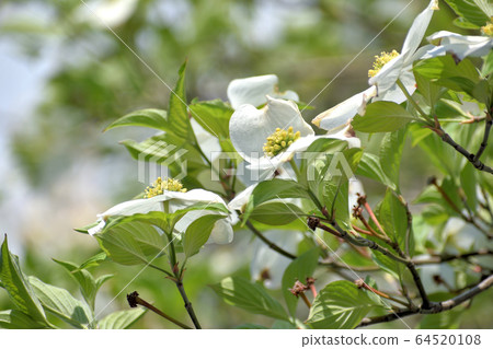 Dogwood / Full Bloom Dogwood / Full Bloom 64520108