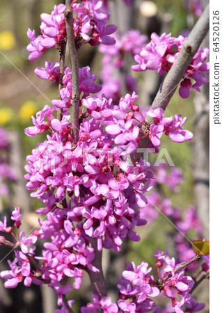 Redbud (Hanasoyoshi) 64520126