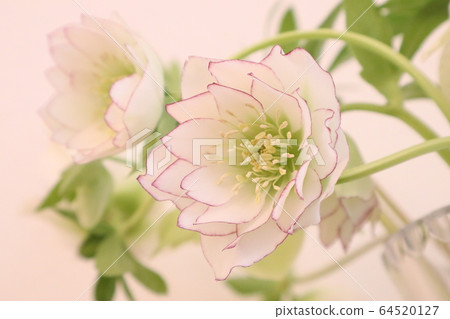 Christmas rose 64520127