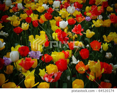 141個鬱金香花壇 141個鬱金香花壇 64520174