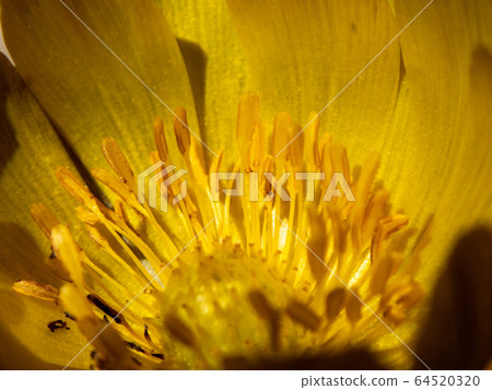 阿多尼斯拉莫薩 阿多尼斯拉莫薩 64520320