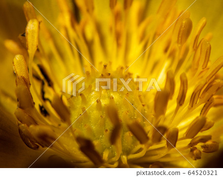 阿多尼斯拉莫薩 64520321