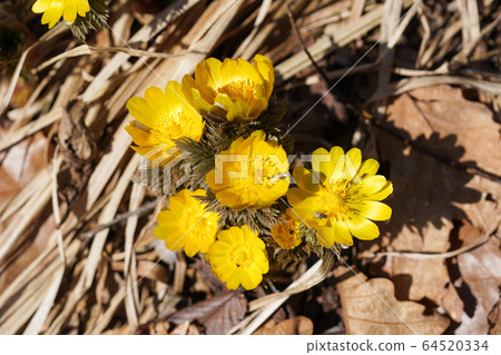 阿多尼斯拉莫薩 64520334