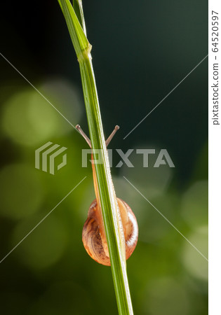 Snail behind grass Snail behind grass 64520597