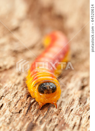 Whole cossus caterpillar en face Whole cossus caterpillar en face 64520614