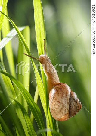 Big garden snail in grass 64520621