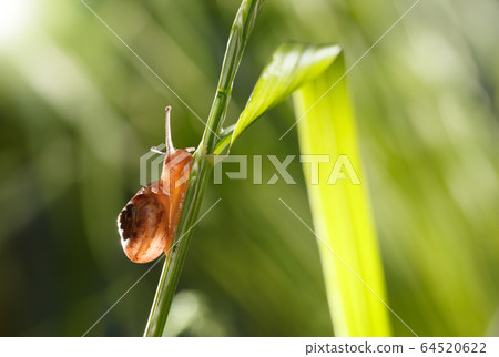 Snail in garden Snail in garden 64520622