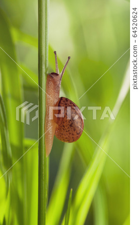 Snail crawl up on grass stalk 64520624