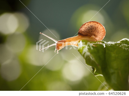 Curious Snail looks down from leaf 64520626