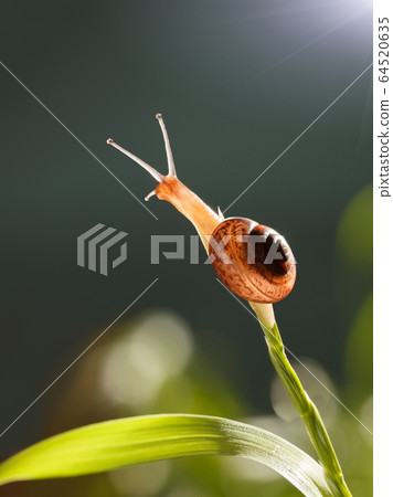 Snail on grass top Snail on grass top 64520635