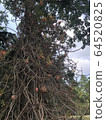 熱帶植物的根 64520825