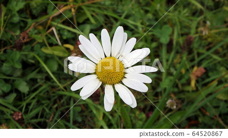 Beautiful yellow and white Marguerite, Beautiful yellow and white Marguerite, 64520867