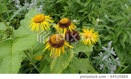 Yellow flower, Flower elecampane, Yellow flower, Flower elecampane, 64520869