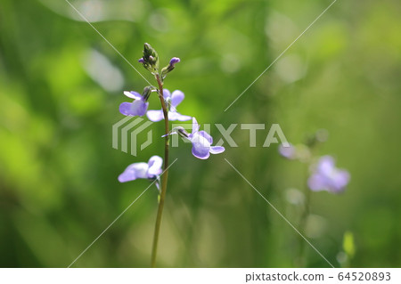 Matsubaun Run 64520893