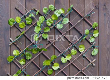texture, artificial leaves of a plant, a bindweed texture, artificial leaves of a plant, a bindweed 64521478