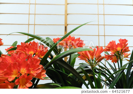 美麗的室內蘭花Kimiko蘭花盛開 美麗的室內蘭花Kimiko蘭花盛開 64521677