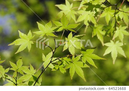 Fresh green of maple 64521688