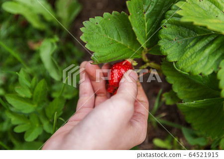 Gardening and agriculture concept. Female farm Gardening and agriculture concept. Female farm 64521915