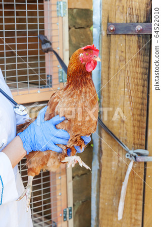 Happy young veterinarian woman with stethoscope Happy young veterinarian woman with stethoscope 64522010