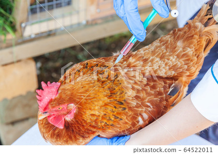 Veterinarian woman with syringe holding and Veterinarian woman with syringe holding and 64522011