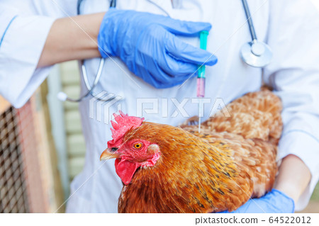 Veterinarian woman with syringe holding and Veterinarian woman with syringe holding and 64522012